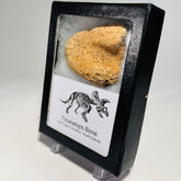 Triceratops Bone Fossil in Case